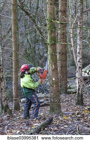 Man cutting branches from conifer tree with chainsaw, Briarwood Banks, Plankey Mill, Northumberland, England View Large Photo Image Stock Image - Man cutting branches from conifer tree with chainsaw, Briarwood Banks, Plankey Mill, Northumberland, England. Fotosearch