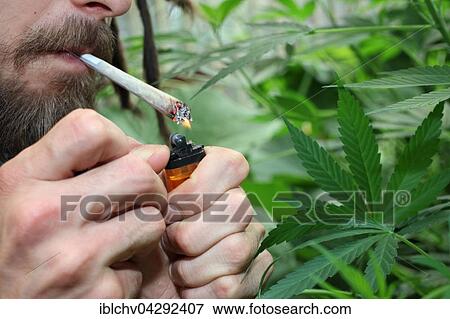 Man smoking joint, Cannabis (Cannabis sp. ) View Large Photo Image Stock Photo - Man smoking joint, Cannabis (Cannabis sp. ). Fotosearch
