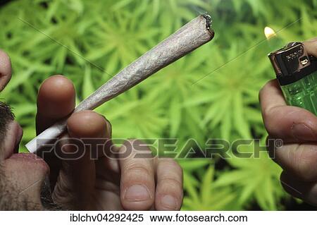 Man smoking joint, Cannabis (Cannabis sp. ), Maastricht, Netherlands View Large Photo Image Stock Photography - Man smoking joint, Cannabis (Cannabis sp. ), Maastricht, Netherlands. Fotosearch