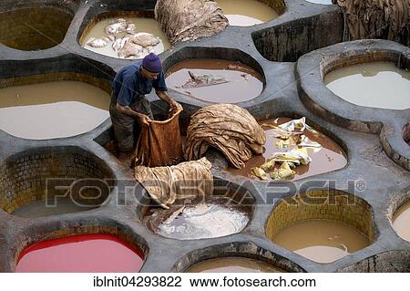 Stock Image - Man, tanner with leather hides, tannery, Fez, Fes-Boulemane, Morocco, Africa. Fotosearch