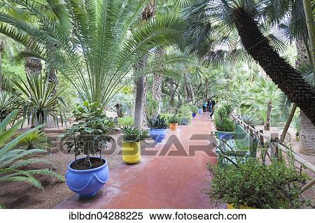 Stock Photography - Marjorelle Garden, botanical garden, Marrakech, Morocco, Africa. Fotosearch