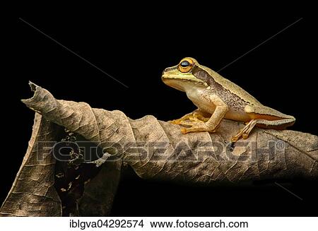 Masked tree frog (Smilisca phaeota) on wilted leaf, Choco rainforest, Ecuador, South America View Large Photo Image Picture - Masked tree frog (Smilisca phaeota) on wilted leaf, Choco rainforest, Ecuador, South America. Fotosearch
