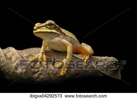 Masked tree frog (Smilisca phaeota) on wilted leaf, Choco rainforest, Ecuador, South America View Large Photo Image Stock Image - Masked tree frog (Smilisca phaeota) on wilted leaf, Choco rainforest, Ecuador, South America. Fotosearch