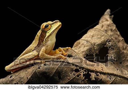 Masked tree frog (Smilisca phaeota) on wilted leaf, Choco rainforest, Ecuador, South America View Large Photo Image Stock Photography - Masked tree frog (Smilisca phaeota) on wilted leaf, Choco rainforest, Ecuador, South America. Fotosearch