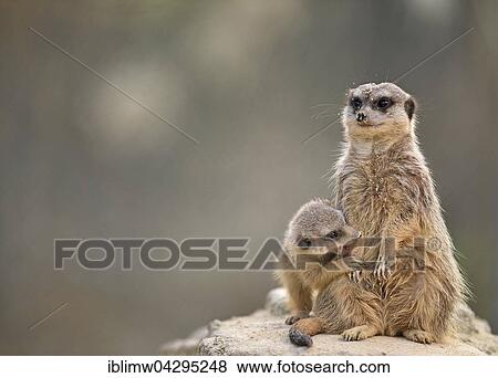 Meerkats (Suricata suricatta), young searching teat of adult female, native to Africa, captive View Large Photo Image Stock Photo - Meerkats (Suricata suricatta), young searching teat of adult female, native to Africa, captive. Fotosearch