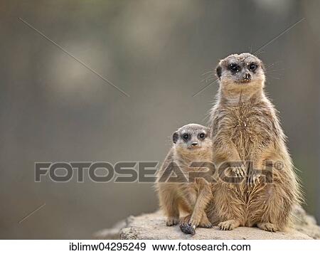 Meerkats (Suricata suricatta), young and adult female, native to Africa, captive View Large Photo Image Stock Photo - Meerkats (Suricata suricatta), young and adult female, native to Africa, captive. Fotosearch