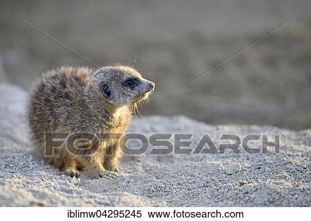 Stock Photography - Meerkats (Suricata suricatta), young, native to Africa, captive. Fotosearch