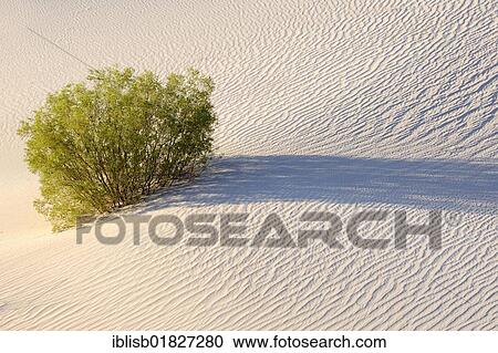 Mesquite Flat Dunes at sunrise, Death Valley National Park, California, USA, North America View Large Photo Image Stock Image - Mesquite Flat Dunes at sunrise, Death Valley National Park, California, USA, North America. Fotosearch