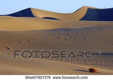 Mesquite Flat Dunes at sunrise, Death Valley National Park, California, USA View Large Photo Image Stock Photograph - Mesquite Flat Dunes at sunrise, Death Valley National Park, California, USA. Fotosearch