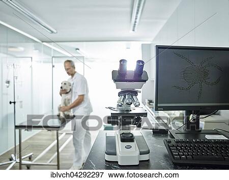 Microscope in veterinary practice, microscopic enlargement of mite on monitor screen, vet examining dog, Austria, Europe View Large Photo Image Stock Photo - Microscope in veterinary practice, microscopic enlargement of mite on monitor screen, vet examining dog, Austria, Europe. Fotosearch