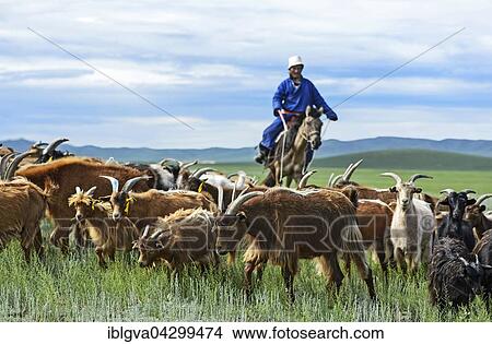 Mongolian nomad on horse, herding cashmere goats (Capra hircus laniger), Dashinchilen, Bulgan Aimag, Mongolia, Asia View Large Photo Image Picture - Mongolian nomad on horse, herding cashmere goats (Capra hircus laniger), Dashinchilen, Bulgan Aimag, Mongolia, Asia. Fotosearch