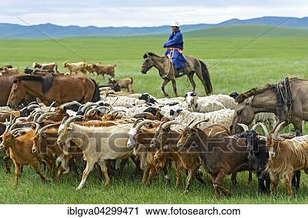 Mongolian nomad on horse, herding cashmere goats (Capra hircus laniger), Dashinchilen, Bulgan Aimag, Mongolia, Asia View Large Photo Image Stock Image - Mongolian nomad on horse, herding cashmere goats (Capra hircus laniger), Dashinchilen, Bulgan Aimag, Mongolia, Asia. Fotosearch