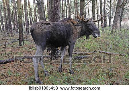 Stock Photo - Moose (Alces alces) in its natural environment. Fotosearch