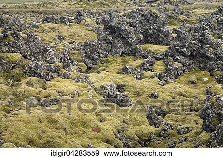 Stock Photo - Moss covered lava, Berserker Lava, Stykkisholmur, Iceland, Europe. Fotosearch