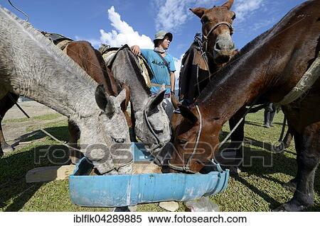 Stock Photography - Mules at trough, village of San Francisco, Antioquia Department, Colombia, South America. Fotosearch