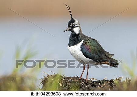 Northern lapwing (Vanellus vanellus), Middle Elbe Biosphere Reserve, Saxony-Anhalt, Germany, Europe View Large Photo Image Stock Photo - Northern lapwing (Vanellus vanellus), Middle Elbe Biosphere Reserve, Saxony-Anhalt, Germany, Europe. Fotosearch