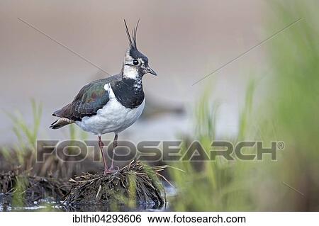 Northern lapwing (Vanellus vanellus), Middle Elbe Biosphere Reserve, Saxony-Anhalt, Germany, Europe View Large Photo Image Stock Photograph - Northern lapwing (Vanellus vanellus), Middle Elbe Biosphere Reserve, Saxony-Anhalt, Germany, Europe. Fotosearch