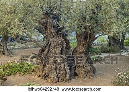 Stock Photo - Olive trees (Olea europaea) in the Garden of Gethsemane on the Mount of Olives, Jerusalem, Israel, Asia. Fotosearch