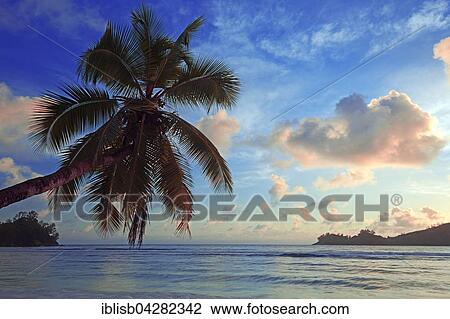 Overhanging coconut tree, evening light, Baie Lazare bay, Mahe, west coast, Seychelles, Africa View Large Photo Image Stock Image - Overhanging coconut tree, evening light, Baie Lazare bay, Mahe, west coast, Seychelles, Africa. Fotosearch