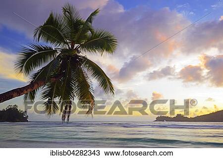 Overhanging coconut tree, sunset, Baie Lazare bay, Mahe, west coast, Seychelles, Africa View Large Photo Image Stock Image - Overhanging coconut tree, sunset, Baie Lazare bay, Mahe, west coast, Seychelles, Africa. Fotosearch