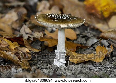 Picture - Panther cap (Amanita pantherina), highly toxic, Canton of Geneva, Switzerland, Europe. Fotosearch