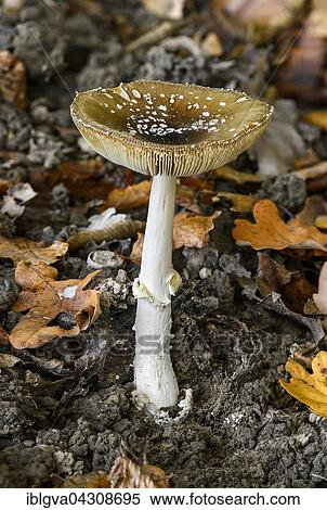 Panther cap (Amanita pantherina), highly toxic, Canton of Geneva, Switzerland, Europe View Large Photo Image Stock Photography - Panther cap (Amanita pantherina), highly toxic, Canton of Geneva, Switzerland, Europe. Fotosearch