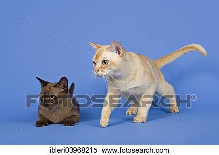 Stock Photography - Pedigree cats, Tonkinese Seal Sepia and Tonkinese Creme Mink. Fotosearch