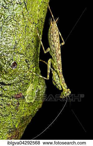 Phytomimesis, mantis (Liturgusidae) camouflaging itself, Amazon rainforest, Yasuni National Park, Ecuador, South America View Large Photo Image Stock Photo - Phytomimesis, mantis (Liturgusidae) camouflaging itself, Amazon rainforest, Yasuni National Park, Ecuador, South America. Fotosearch