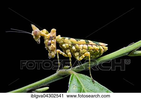 Praying mantis (Callibia diana) with green markings for camouflage, Amazon rainforest, Yasuni National Park, Ecuador, South America View Large Photo Image Stock Image - Praying mantis (Callibia diana) with green markings for camouflage, Amazon rainforest, Yasuni National Park, Ecuador, South America. Fotosearch
