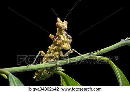 Praying mantis (Callibia diana) with green markings for camouflage, Amazon rainforest, Yasuni National Park, Ecuador, South America View Large Photo Image Stock Image - Praying mantis (Callibia diana) with green markings for camouflage, Amazon rainforest, Yasuni National Park, Ecuador, South America. Fotosearch