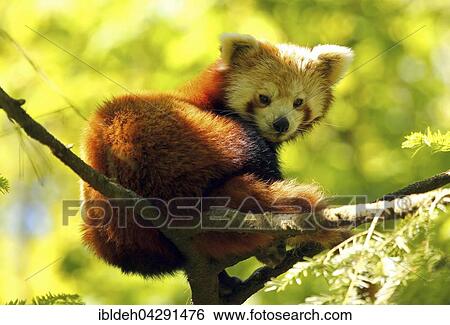 Red panda (Ailurus fulgens) captive, Sweden, Europe View Large Photo Image Stock Photograph - Red panda (Ailurus fulgens) captive, Sweden, Europe. Fotosearch