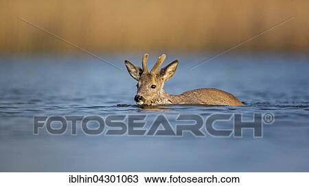 Stock Image - Reh (Capreolus capreolus) swimming, buck in velvet, Middle Elbe Biosphere Reserve, Saxony-Anhalt, Germany, Europe. Fotosearch