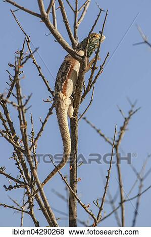 Rock agama or Knobel's Agama (Agama atra) in a bush, warming up, Kgalagadi Transfrontier Park, Northern Cape Province, South Africa, Africa View Large Photo Image Stock Photo - Rock agama or Knobel's Agama (Agama atra) in a bush, warming up, Kgalagadi Transfrontier Park, Northern Cape Province, South Africa, Africa. Fotosearch