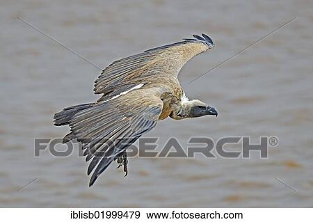 Rueppell's Vulture (Gyps rueppellii), adult bird in flight, gliding, Masai Mara, Kenya, Africa, Africa View Large Photo Image Stock Photo - Rueppell's Vulture (Gyps rueppellii), adult bird in flight, gliding, Masai Mara, Kenya, Africa, Africa. Fotosearch