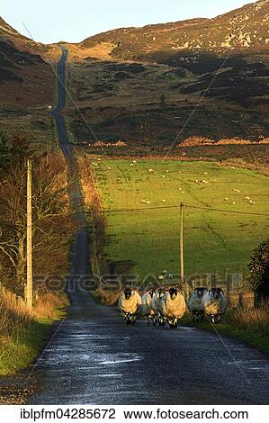 Stock Image - Sheep herd on road in hilly landscape, County Donegal, Republic of Ireland. Fotosearch
