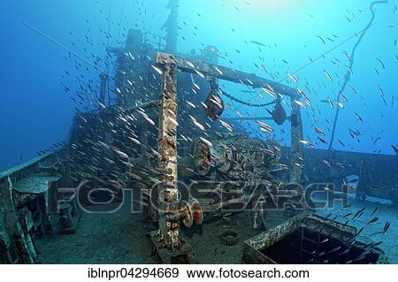 Stock Photo - Shoal, Mediterranean horse mackerel (Trachurus mediterraneus), Shipwreck Constandis, sunk for divers, underwater reserve Dasoudi, Limassol, Mediterranean, Cyprus, Europe. Fotosearch