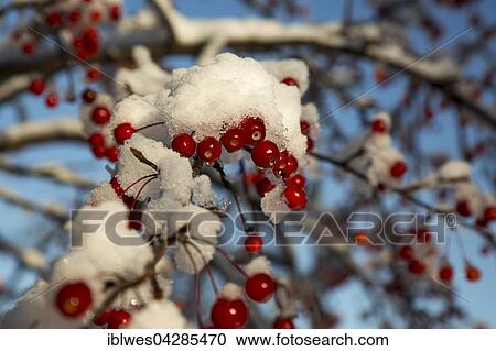 Siberian crab apple (Malus x robusta), fruit after early snowfall, Detroit, Michigan, USA, North America View Large Photo Image Stock Image - Siberian crab apple (Malus x robusta), fruit after early snowfall, Detroit, Michigan, USA, North America. Fotosearch