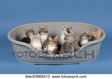 Siberian forest cats, kittens, kittens, 7 weeks, captive View Large Photo Image Stock Image - Siberian forest cats, kittens, kittens, 7 weeks, captive. Fotosearch