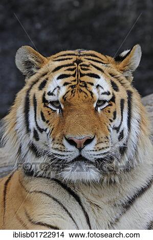 Picture - Siberian tiger (Panthera tigris altaica), portrait, Asia. Fotosearch