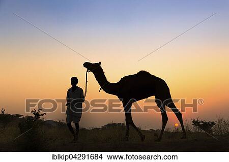 Picture - Silhouette of a man holding the reins of his camel at sunset, Pushkar Camel Fair, Pushkar, Rajasthan, India, Asia. Fotosearch