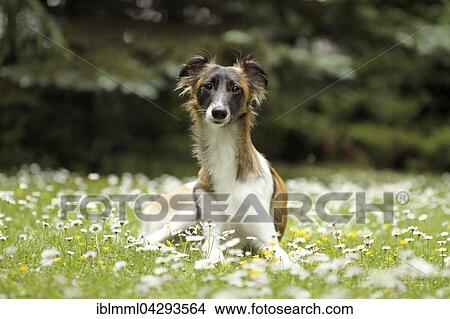 Picture - Silken Wind Sprite, male, in meadow with daisies, Germany, Europe. Fotosearch