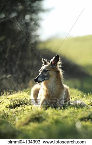 Silken Wind Sprite, male, in meadow, Germany, Europe View Large Photo Image Stock Image - Silken Wind Sprite, male, in meadow, Germany, Europe. Fotosearch