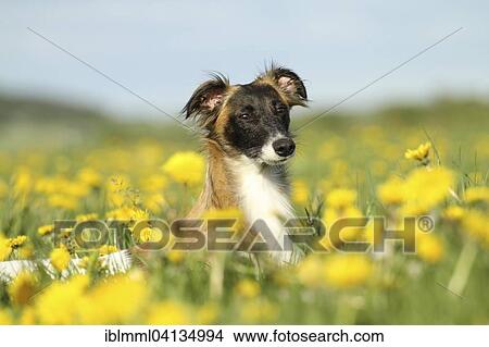 Silken Wind Sprite, male, lying in dandelion meadow, Germany, Europe View Large Photo Image Picture - Silken Wind Sprite, male, lying in dandelion meadow, Germany, Europe. Fotosearch