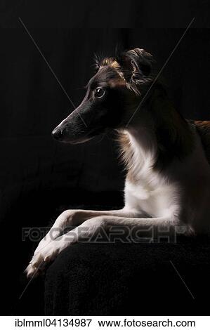 Stock Photo - Silken Wind Sprite, male, lying in front of black. Fotosearch