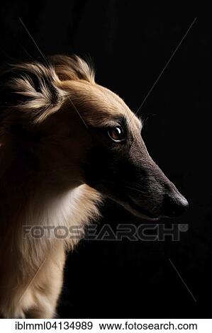 Stock Photo - Silken Wind Sprite, male, portrait against black background. Fotosearch