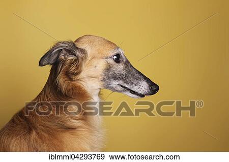 Stock Photo - Silken Wind Sprite, male, portrait, yellow. Fotosearch