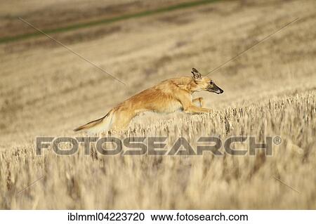 Silken Wind Sprite, male, running across stubble field, Germany, Europe View Large Photo Image Stock Image - Silken Wind Sprite, male, running across stubble field, Germany, Europe. Fotosearch