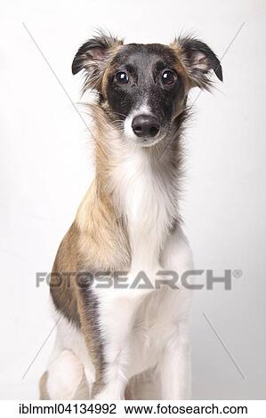 Stock Image - Silken Wind Sprite, male, sitting in front of white. Fotosearch