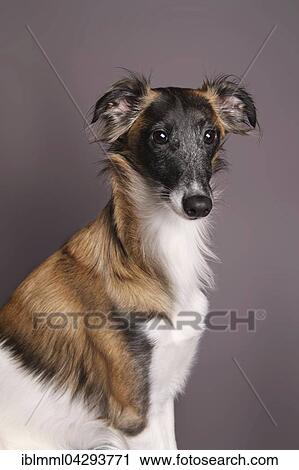 Silken Windsprite, dog, sitting View Large Photo Image Stock Image - Silken Windsprite, dog, sitting. Fotosearch