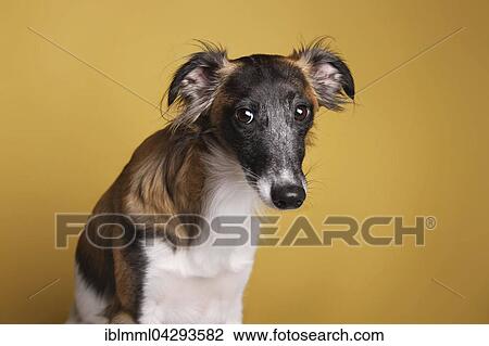 Silken Windsprite, male, looking sad, loyal View Large Photo Image Stock Image - Silken Windsprite, male, looking sad, loyal. Fotosearch